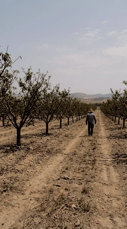Umber Field applied to Orchard light, warm to the last row