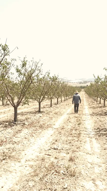 Sand Script applied to Orchard light, warm to the last row