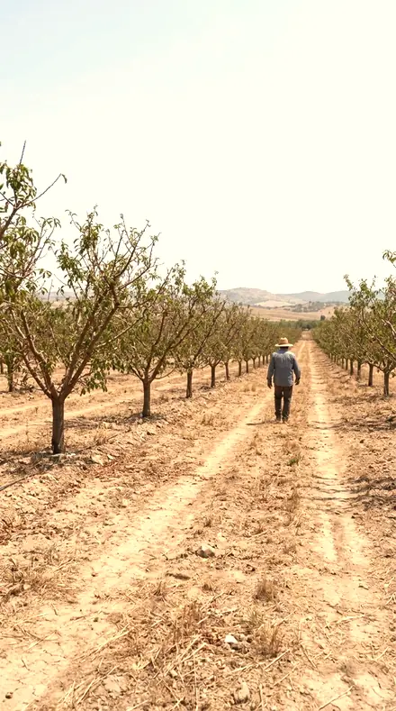 Cafe Sill applied to Orchard light, warm to the last row