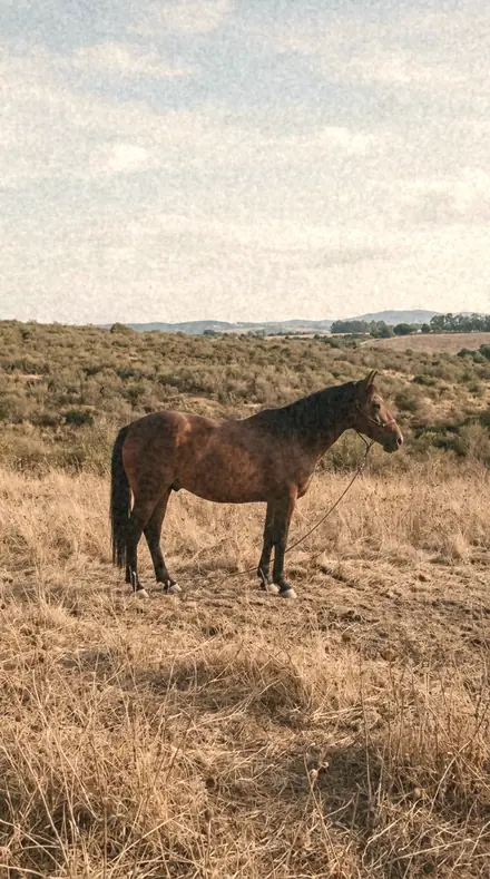Ember Reel applied to Late sun over the field, kept golden