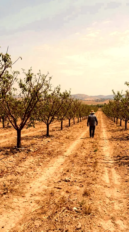 Kiln Fire applied to Orchard light, warm to the last row