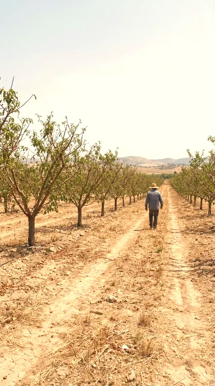 Soft Scorch applied to Orchard light, warm to the last row