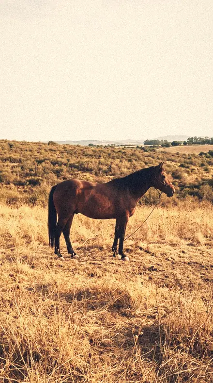 Open Noon applied to horse field
